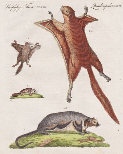 écureuil volant - Écureuil,