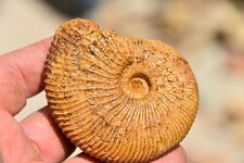 grande ammonite Prograyiceras grandis oxfordien de Atsimo Andrefana Madagascar
