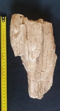FOSSILE - MORCEAU DE BOIS