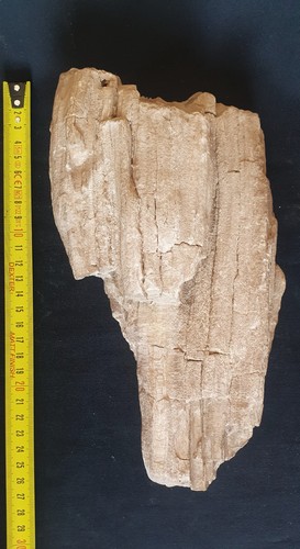 Fossile morceau de - morceau, bois