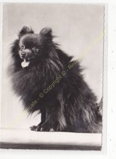 RPPC Photo Chien Dog Perro LOULOU NAIN