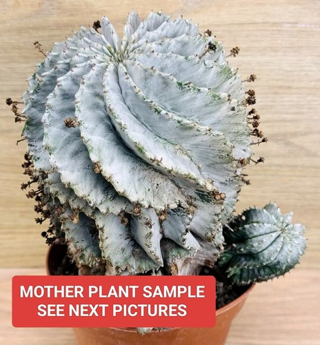 Euphorbia horrible flocon - «,