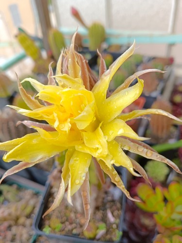 Echinopsis gelber papageno - echinopsis, "gelber