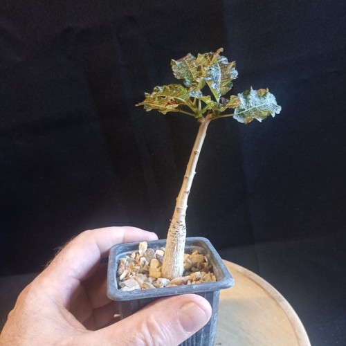 Boswellia nana caudex - boswellia,