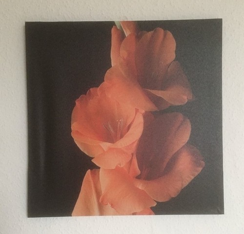Tableau fleur 40x40 toile