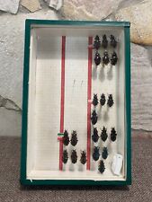 ?CABINET DE CURIOSITÉ - boite entomologique / CARABUS Irrégularis  Pyrenaeus