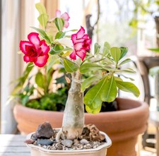 Grossiste et semi-grossiste -