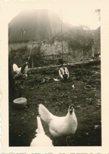 Snapshot basse-cour poules
