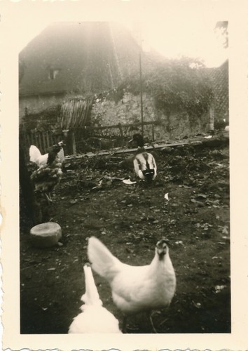 Snapshot basse cour poules - basse-cour,