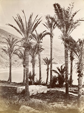 Espagne, vue sur la mer à identifier, palmiers  Vintage albumen print, Tirage 