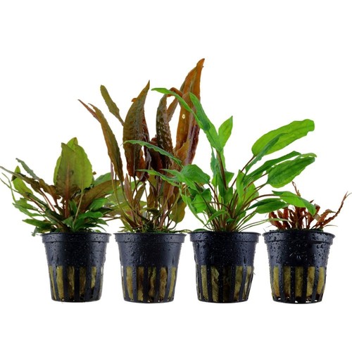 Cryptocoryne ensemble avec - cryptocoryne, 4
