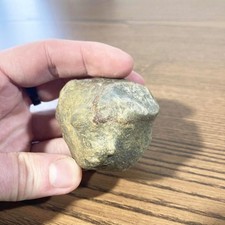 Os fossile articulé | Fragment de rotule ou épiphyse Crétacé-Éocène