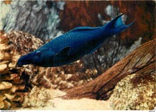 Animaux - Poissons - Aquarium Tropical du Musée de Zoologie de Nancy - Gomphose