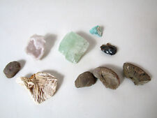 Cabinet Curiosité Lot de minéraux pierres et fossiles