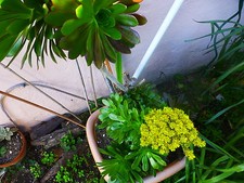 plantes aéoniums  ,a planter lot 2 qualités  avec beaucoup de  rosaces=photos