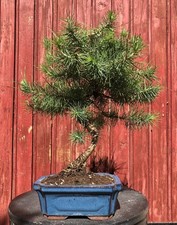 BONSAÏ MÉDITERRANÉEN PIN