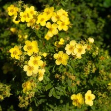 Potentille 'Sommerflor' ☀️