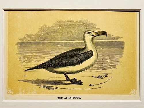 Albatros oiseaux ornithologie - oiseaux,