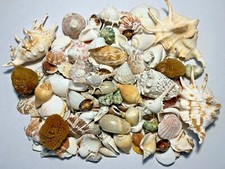 3 lbs. Large Indo Seashells