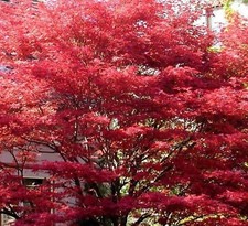 Erable rouge nain acer - rouge,