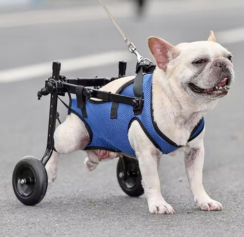 Fauteuil roulant animaux - fauteuil,