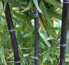 2 Black Timber Bamboo