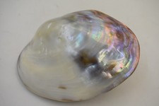 Magnifique Coquillage double