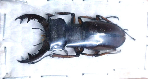Lucanidae lucanus - lucanidae,