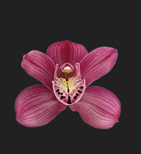 Cymbidium flame sox - cymbidium,