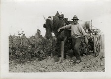 PHOTO ANCIENNE - VINTAGE