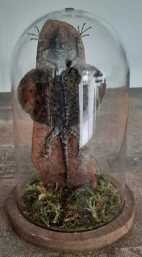 Curiosité taxidermie - curiosité,
