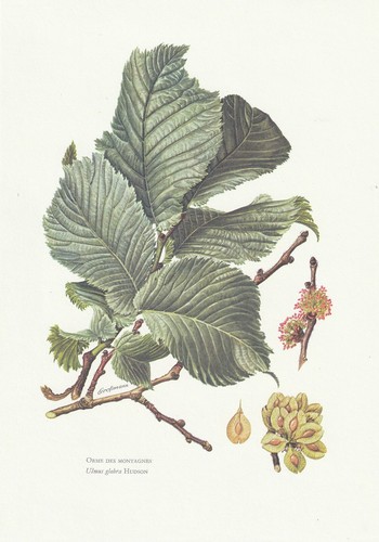 Planche histoire naturelle - 37,