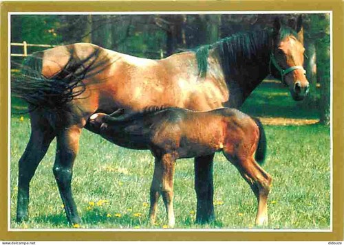 Carte postale animaux - carte,