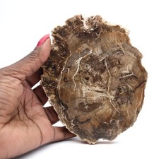 Petit ornement bois pétrifié poli, tranche fossile naturelle, Madagascar