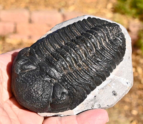 Trilobite fossil drotops - trilobite,
