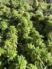 Sphaigne Vivante pour plante