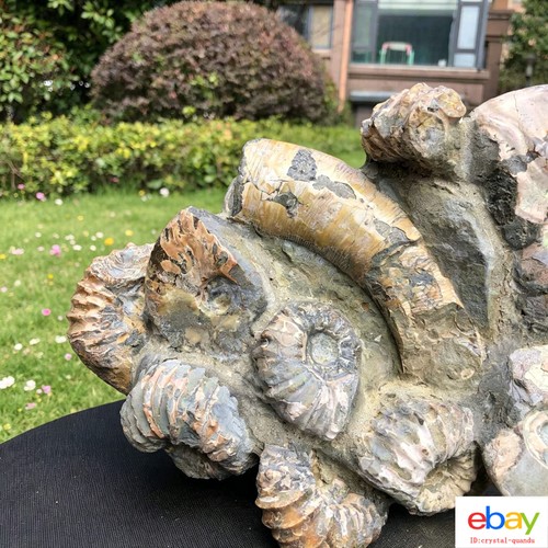 3130g natural polished - natural,