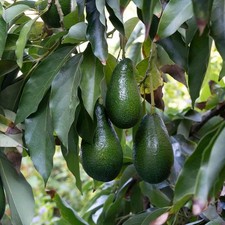 Persea americana 'Ettinger' - Groupe B - Avocatier très productif