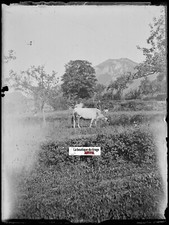 Paysage, vache, Plaque verre