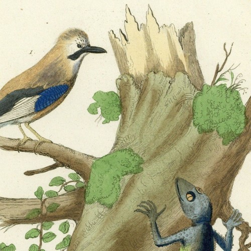 Histoire naturelle oiseau geai - histoire,