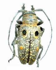 Cerambycidae - MEGALOFREA