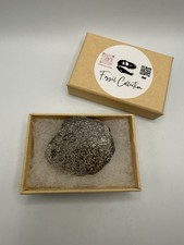 Tranche Os Fossile Dinosaure