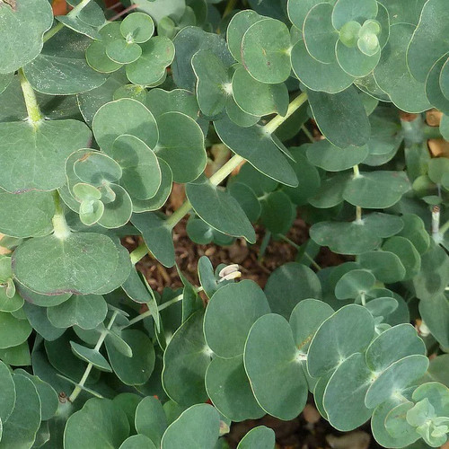Eucalyptus gunnii baby blue - 'baby, blue'