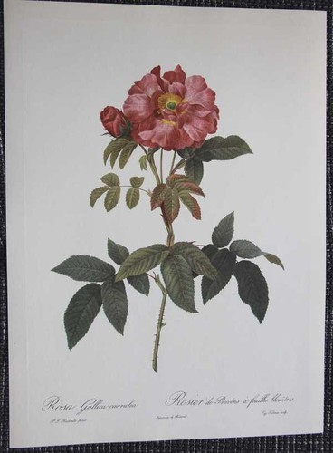 Rose gallica caerula - rose,