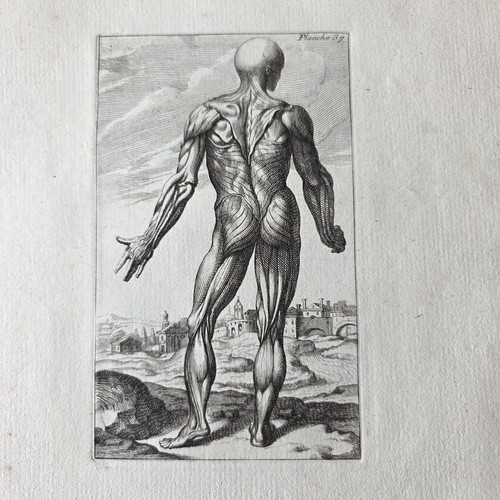 Gravure 1740 ecorché - gravure,