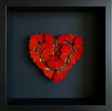 Coeur ''Red Love" de 12 papillons Cymothoe Sangaris naturalisés sous cadre noir
