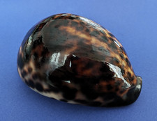 Cypraea Tigris 102,1 mm f+++/gem Madagascar " Grand et beau spécimen "