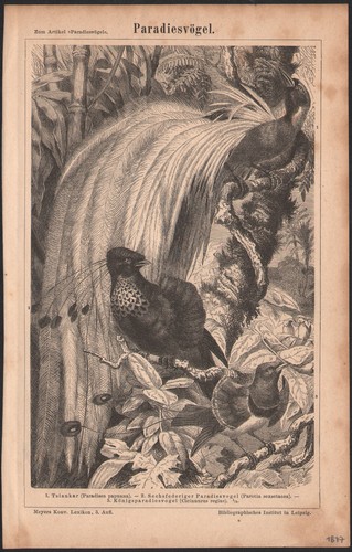 1878 gravure originale oiseau
