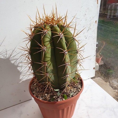 Cactus cierge echinopsis - cierge,