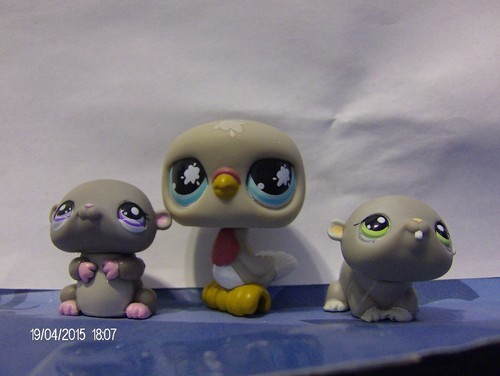 Littlest pet shop - grey, pigeon